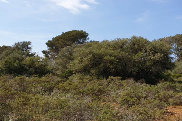 Spacious building plot in the municipality of Llucmajor image 2