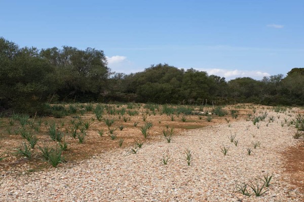 Spacious building plot in the municipality of Llucmajor image 3