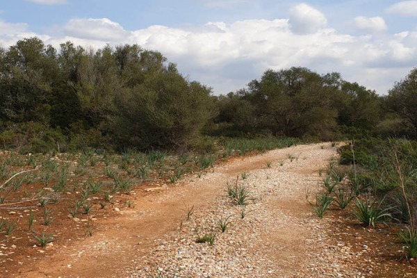 Spacious building plot in the municipality of Llucmajor image 4