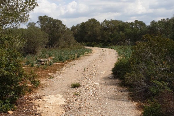 Spacious building plot in the municipality of Llucmajor image 5