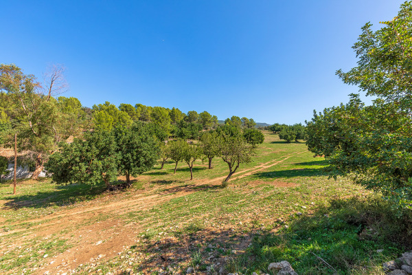 Large and exclusive plot with agricultural possibilities in Bunyola image 3