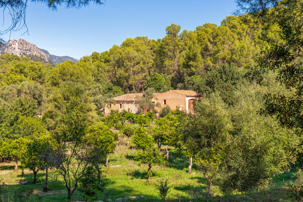 Large and exclusive plot with agricultural possibilities in Bunyola image 5