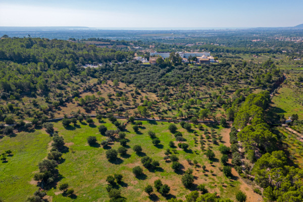 Large and exclusive plot with agricultural possibilities in Bunyola image 7