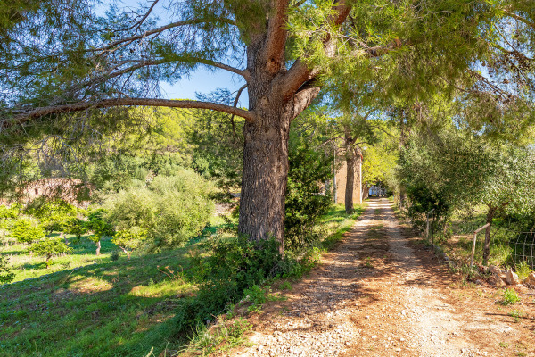 Large and exclusive plot with agricultural possibilities in Bunyola image 8