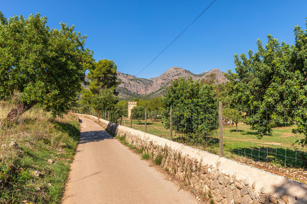 Large and exclusive plot with agricultural possibilities in Bunyola image 10