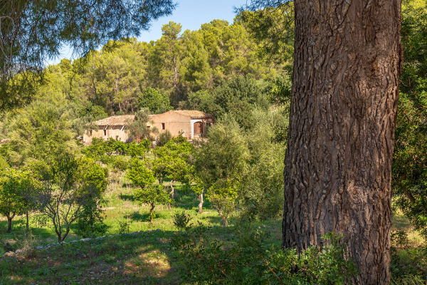 Large and exclusive plot with agricultural possibilities in Bunyola image 11